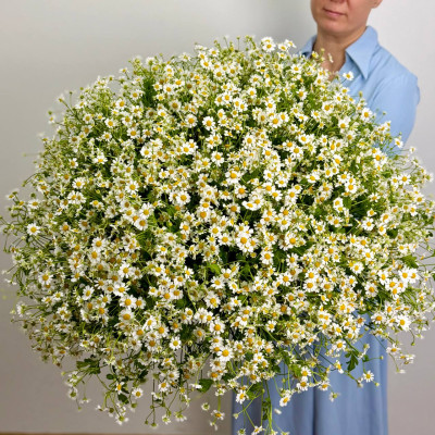 Ромашка (Камила, Танацентум) &mdash; 101 шт., атласная лента.