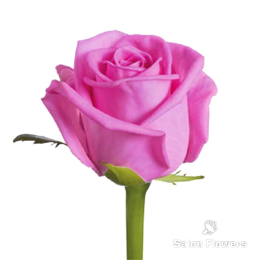 Букет Роза Аква (розовая)