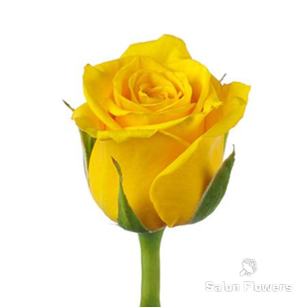 Букет Роза Илиос (желтая)