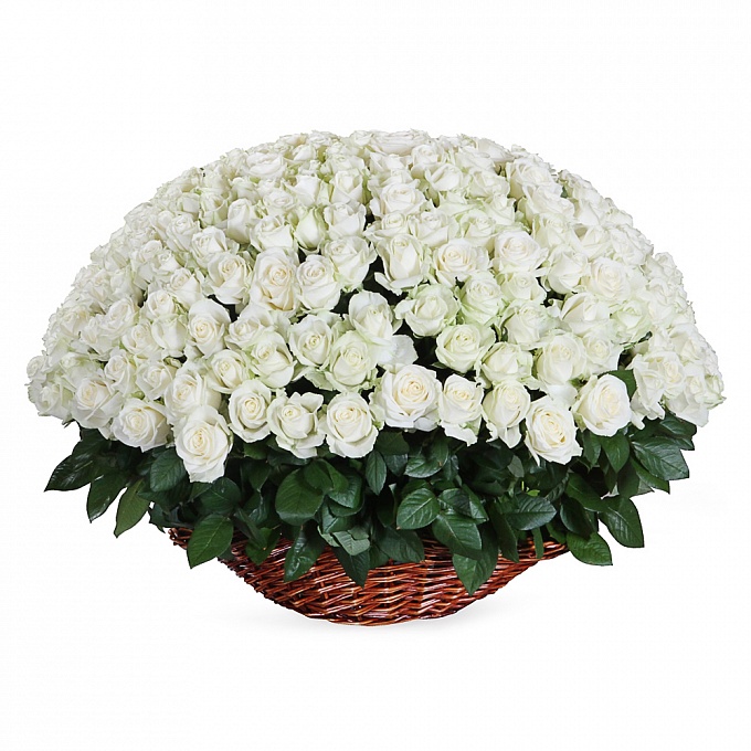 Большая корзина белых роз (251 шт.)